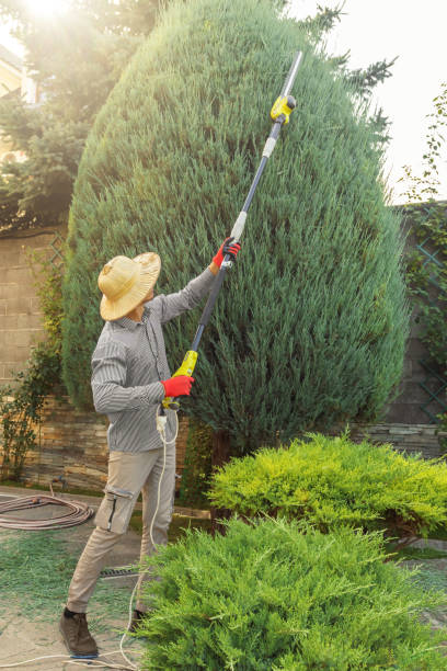 The Steps Involved in Our Tree Care Process in Lincoln Village, CA